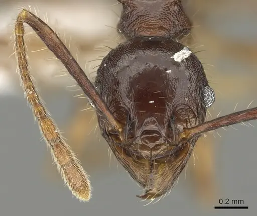 Pheidole spinicornis specimen CASENT0901620 image casent0901620_2