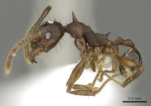 Pheidole spinicornis specimen CASENT0901620 image casent0901620_3