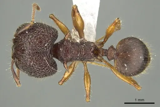 Pheidole spinicornis specimen CASENT0901621 image casent0901621_1