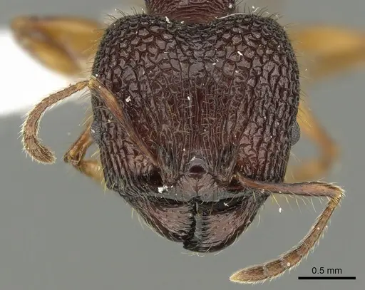 Pheidole spinicornis specimen CASENT0901621 image casent0901621_2