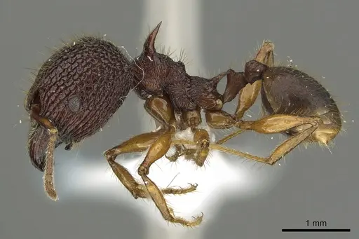 Pheidole spinicornis specimen CASENT0901621 image casent0901621_3