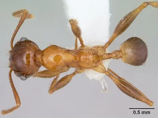 Pheidole spininodis specimen CASENT0178059 image casent0178059_1