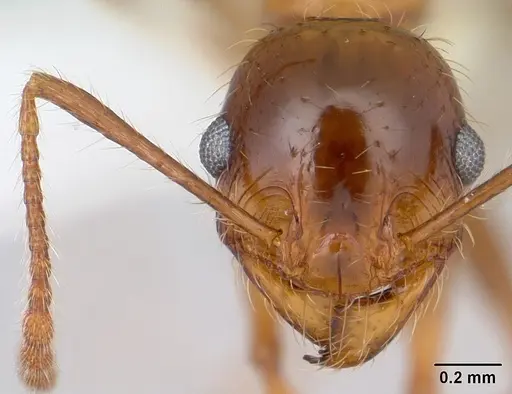 Pheidole spininodis specimen CASENT0178059 image casent0178059_2