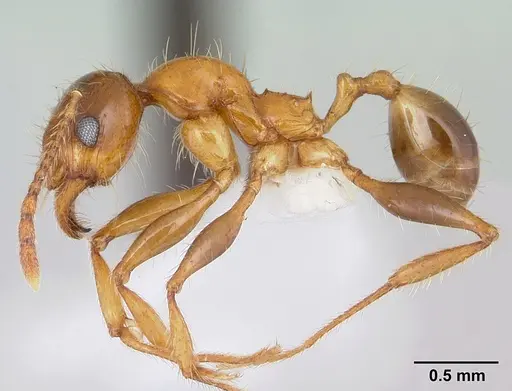Pheidole spininodis specimen CASENT0178059 image casent0178059_3