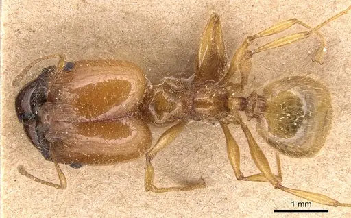 Pheidole spininodis specimen CASENT0904370 image casent0904370_1