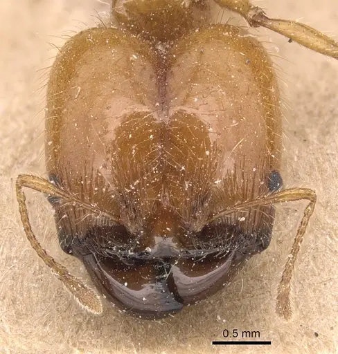 Pheidole spininodis specimen CASENT0904370 image casent0904370_2