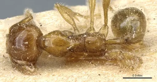 Pheidole spininodis specimen CASENT0904371 image casent0904371_1