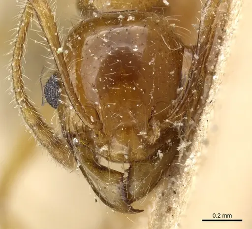 Pheidole spininodis specimen CASENT0904371 image casent0904371_2