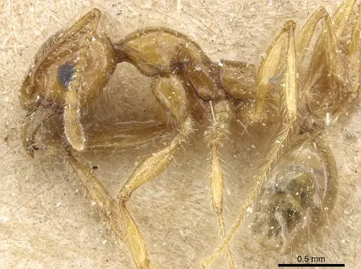Pheidole spininodis specimen CASENT0904371 image casent0904371_3