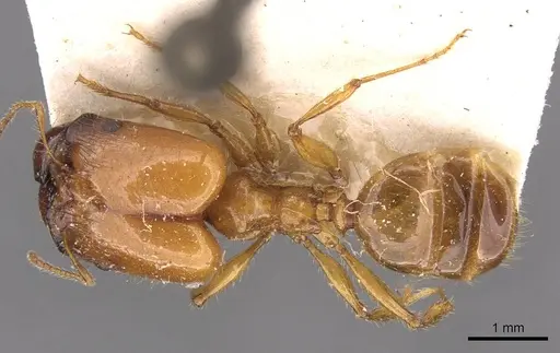 Pheidole spininodis specimen CASENT0908208 image casent0908208_1