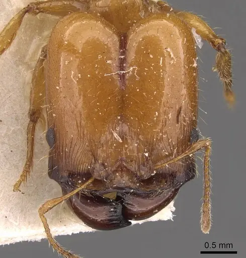 Pheidole spininodis specimen CASENT0908208 image casent0908208_2