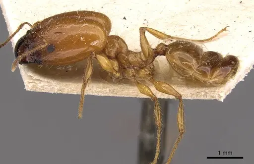 Pheidole spininodis specimen CASENT0908208 image casent0908208_3