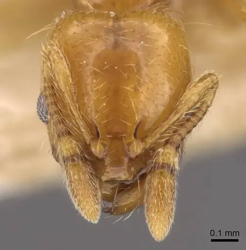 Pheidole spininodis specimen CASENT0908209 image casent0908209_2