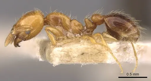 Pheidole spininodis specimen CASENT0908209 image casent0908209_3