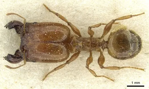 Pheidole spininodis specimen CASENT0913446 image casent0913446_1