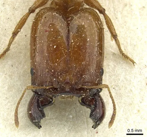 Pheidole spininodis specimen CASENT0913446 image casent0913446_2
