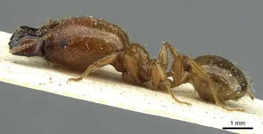 Pheidole spininodis specimen CASENT0913446 image casent0913446_3