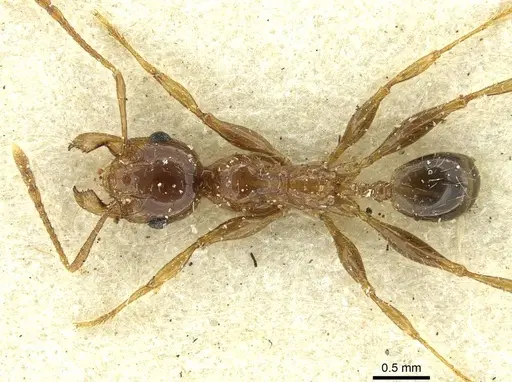 Pheidole spininodis specimen CASENT0913447 image casent0913447_1