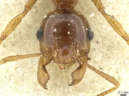 Pheidole spininodis specimen CASENT0913447 image casent0913447_2