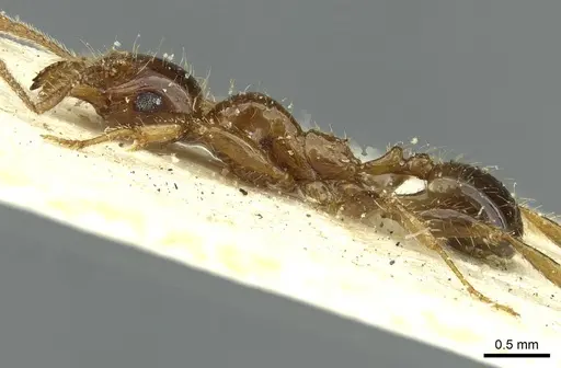 Pheidole spininodis specimen CASENT0913447 image casent0913447_3