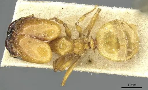 Pheidole spininodis specimen CASENT0913448 image casent0913448_1