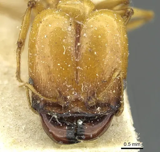Pheidole spininodis specimen CASENT0913448 image casent0913448_2