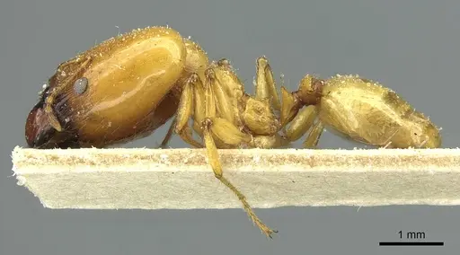 Pheidole spininodis specimen CASENT0913448 image casent0913448_3