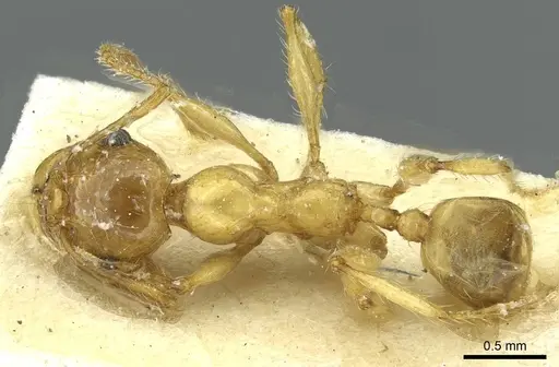 Pheidole spininodis specimen CASENT0913449 image casent0913449_1