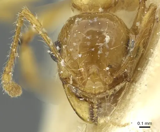 Pheidole spininodis specimen CASENT0913449 image casent0913449_2