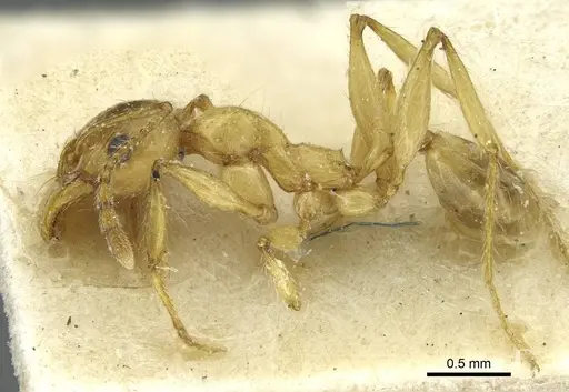 Pheidole spininodis specimen CASENT0913449 image casent0913449_3