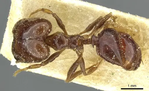 Pheidole spininodis specimen CASENT0913450 image casent0913450_1