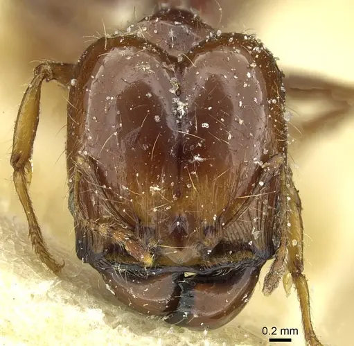 Pheidole spininodis specimen CASENT0913450 image casent0913450_2