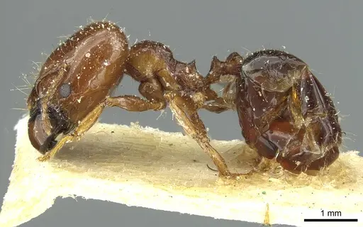 Pheidole spininodis specimen CASENT0913450 image casent0913450_3
