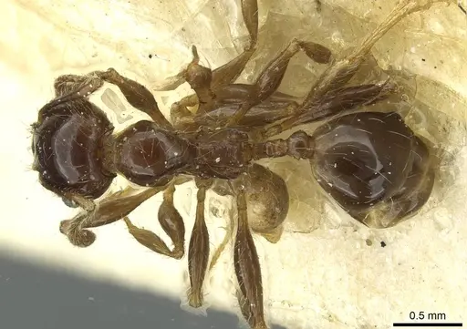 Pheidole spininodis specimen CASENT0913451 image casent0913451_1