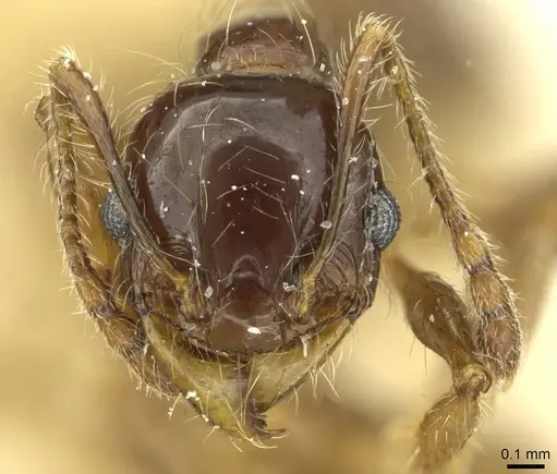 Pheidole spininodis specimen CASENT0913451 image casent0913451_2