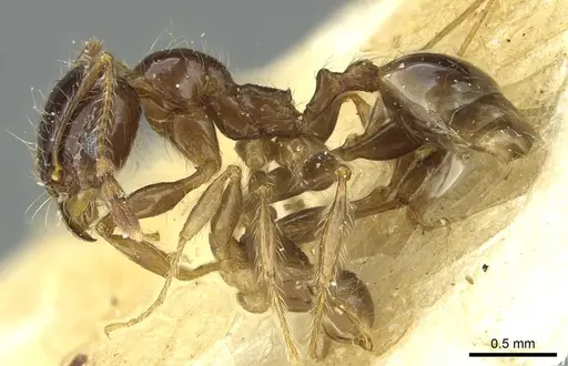 Pheidole spininodis specimen CASENT0913451 image casent0913451_3