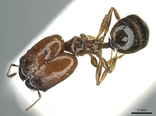 Pheidole spininodis specimen CASENT0916071 image casent0916071_1