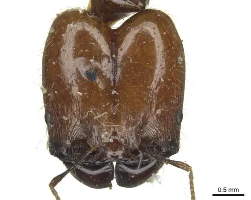 Pheidole spininodis specimen CASENT0916071 image casent0916071_2