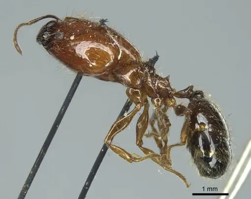 Pheidole spininodis specimen CASENT0916071 image casent0916071_3