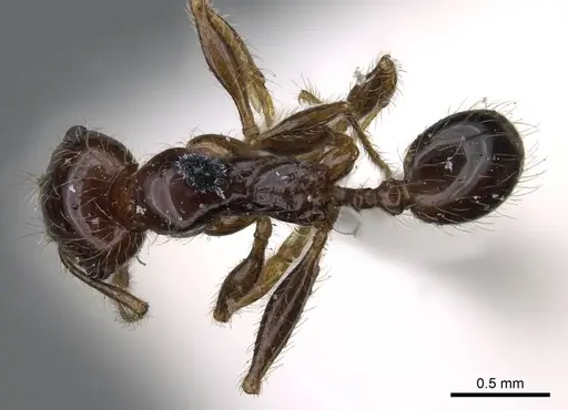 Pheidole spininodis specimen CASENT0919786 image casent0919786_1
