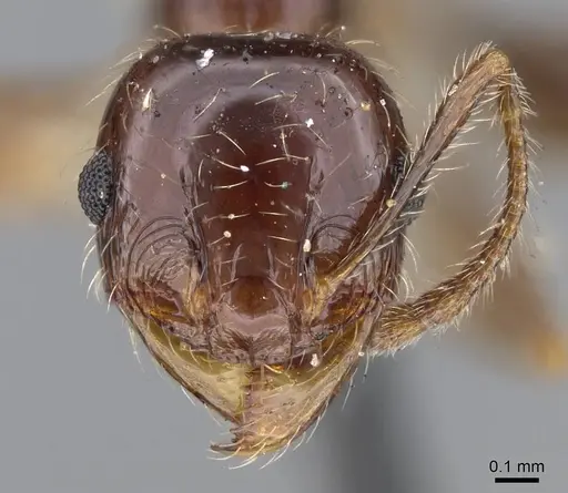 Pheidole spininodis specimen CASENT0919786 image casent0919786_2