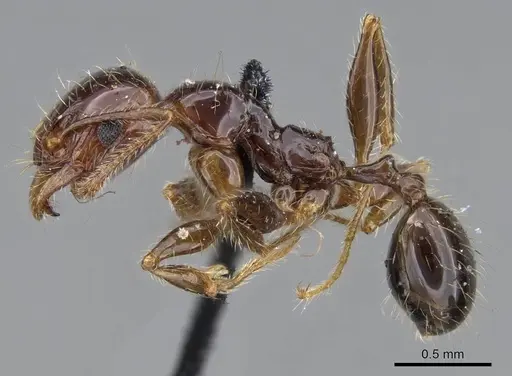 Pheidole spininodis specimen CASENT0919786 image casent0919786_3