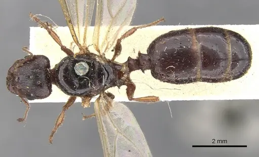 Pheidole spinoda specimen CASENT0901541 image casent0901541_1