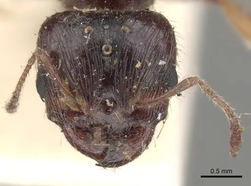 Pheidole spinoda specimen CASENT0901541 image casent0901541_2