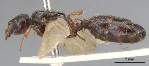 Pheidole spinoda specimen CASENT0901541 image casent0901541_3
