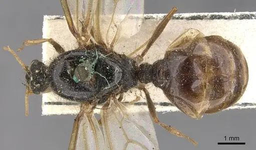 Pheidole spinoda specimen CASENT0901542 image casent0901542_1