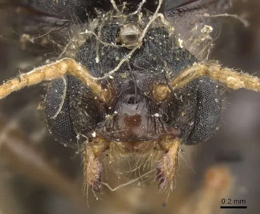 Pheidole spinoda specimen CASENT0901542 image casent0901542_2