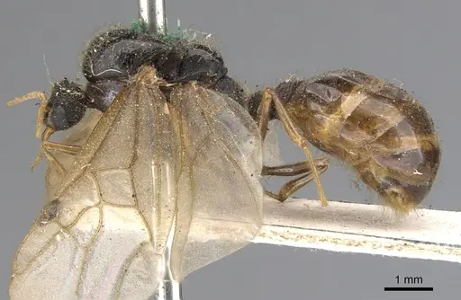 Pheidole spinoda specimen CASENT0901542 image casent0901542_3