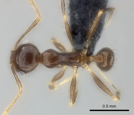 Pheidole spinosa specimen CASENT0017395 image casent0017395_1