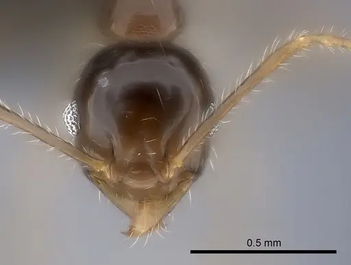 Pheidole spinosa specimen CASENT0017395 image casent0017395_2